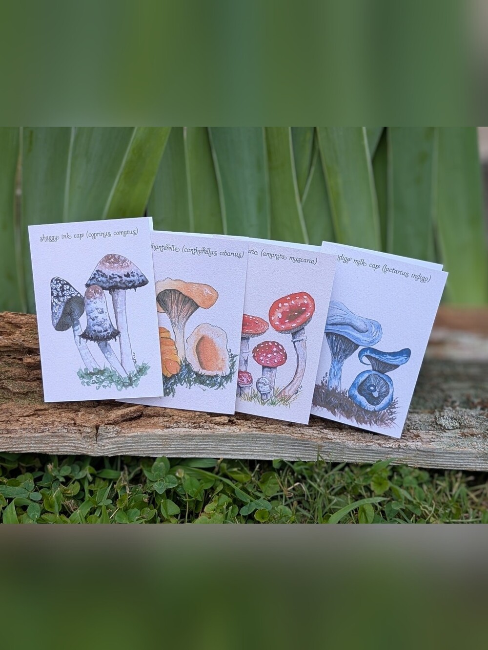 Set Of 16 Watercolor Notecards: The Mushroom Series